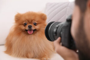 dog photo shoot