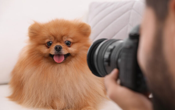 dog photo shoot